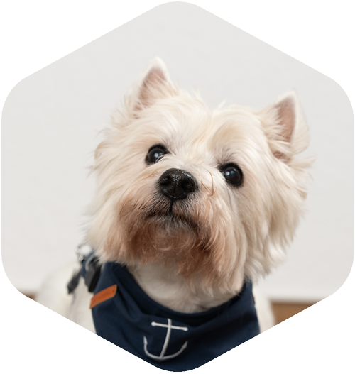 Bester Mitarbeiter (Hund) Leo
